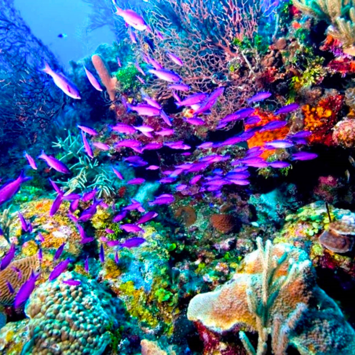 Snorkeling by Tiran Island